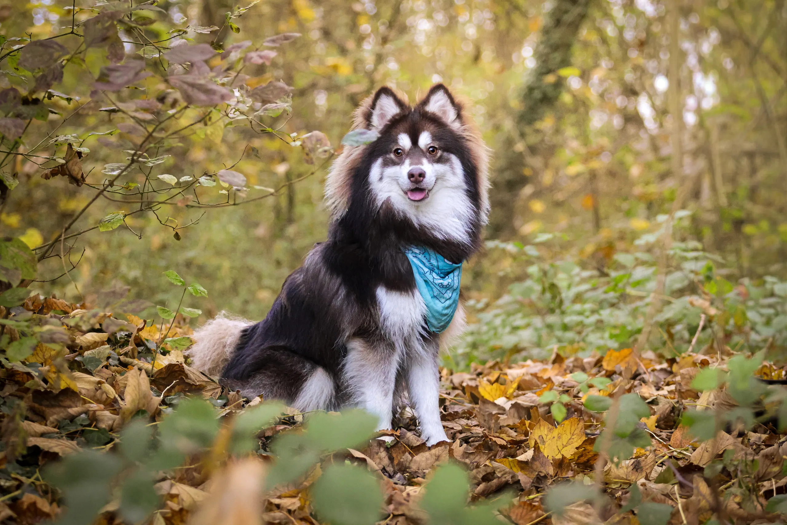 Séance photo animalière en Alsace, portrait d’un chien en extérieur