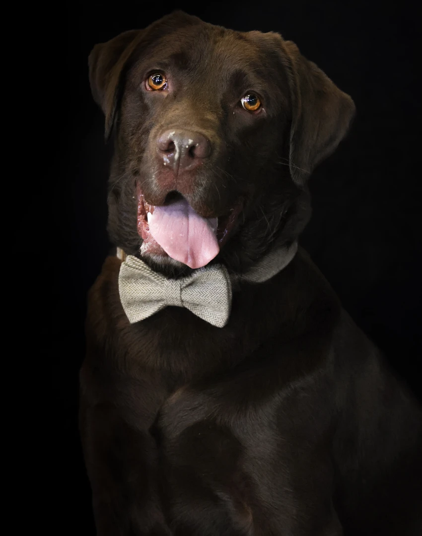 Photographie animalière en Alsace - un labrador brun prend position sur un fond studio qui le sublime