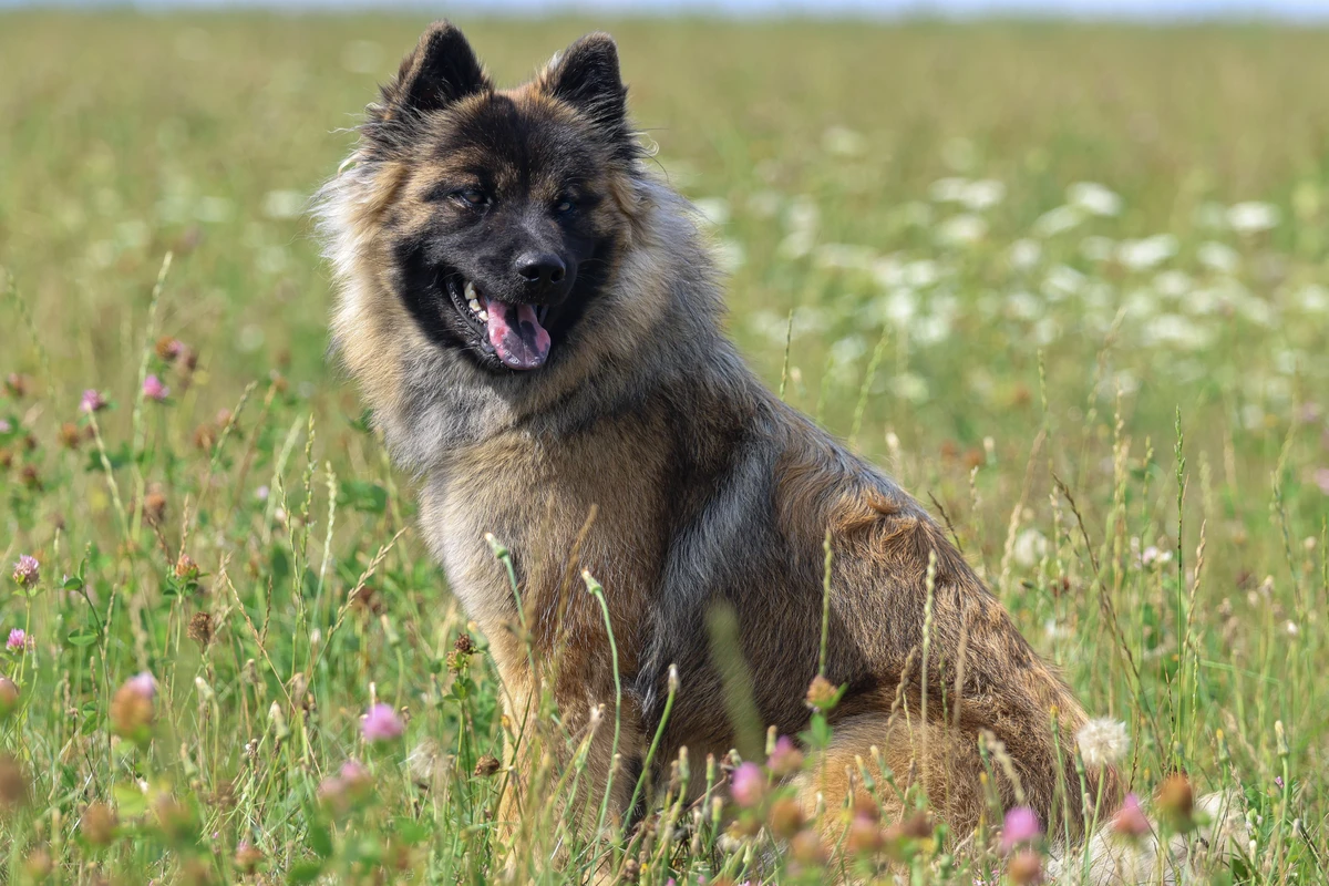 Un chien capturé lors d'une séance photo en extérieur, en Alsace.